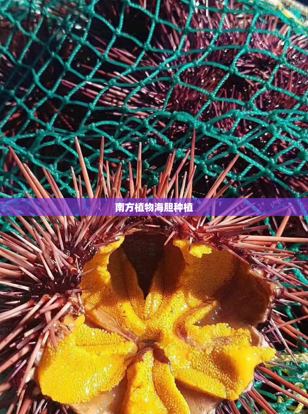 南方植物海胆种植