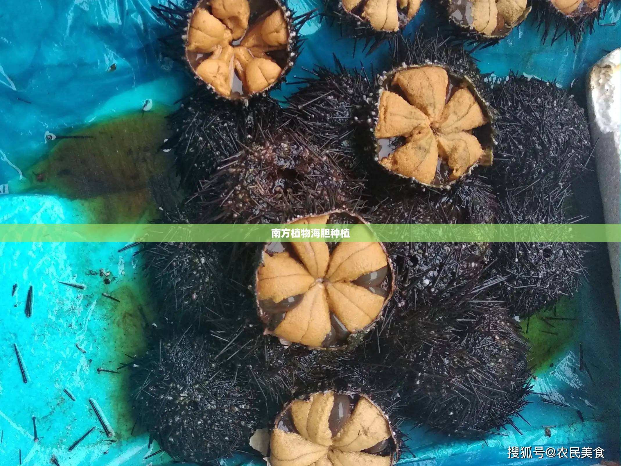 南方植物海胆种植