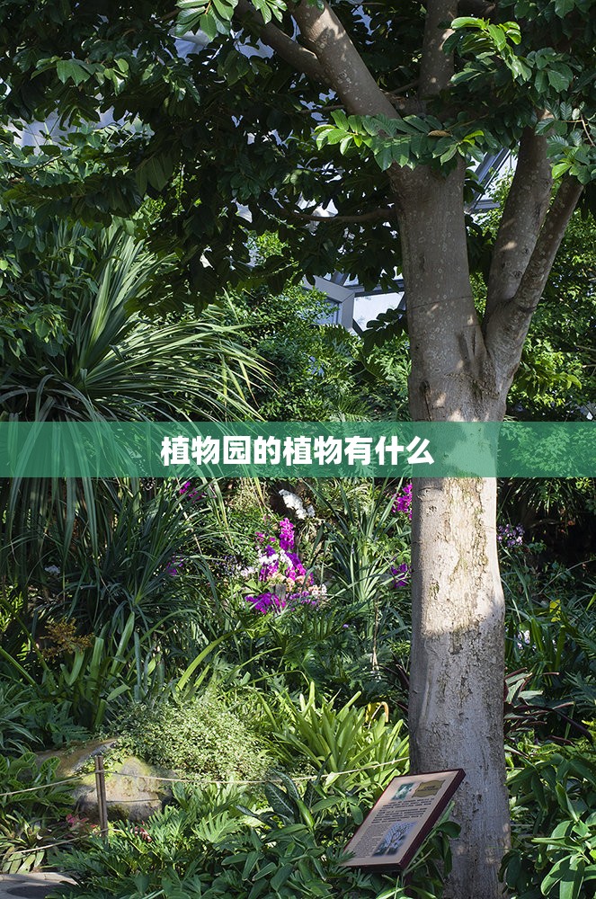植物园的植物有什么 植物园的植物有什么