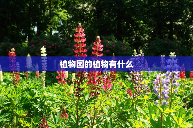 植物园的植物有什么