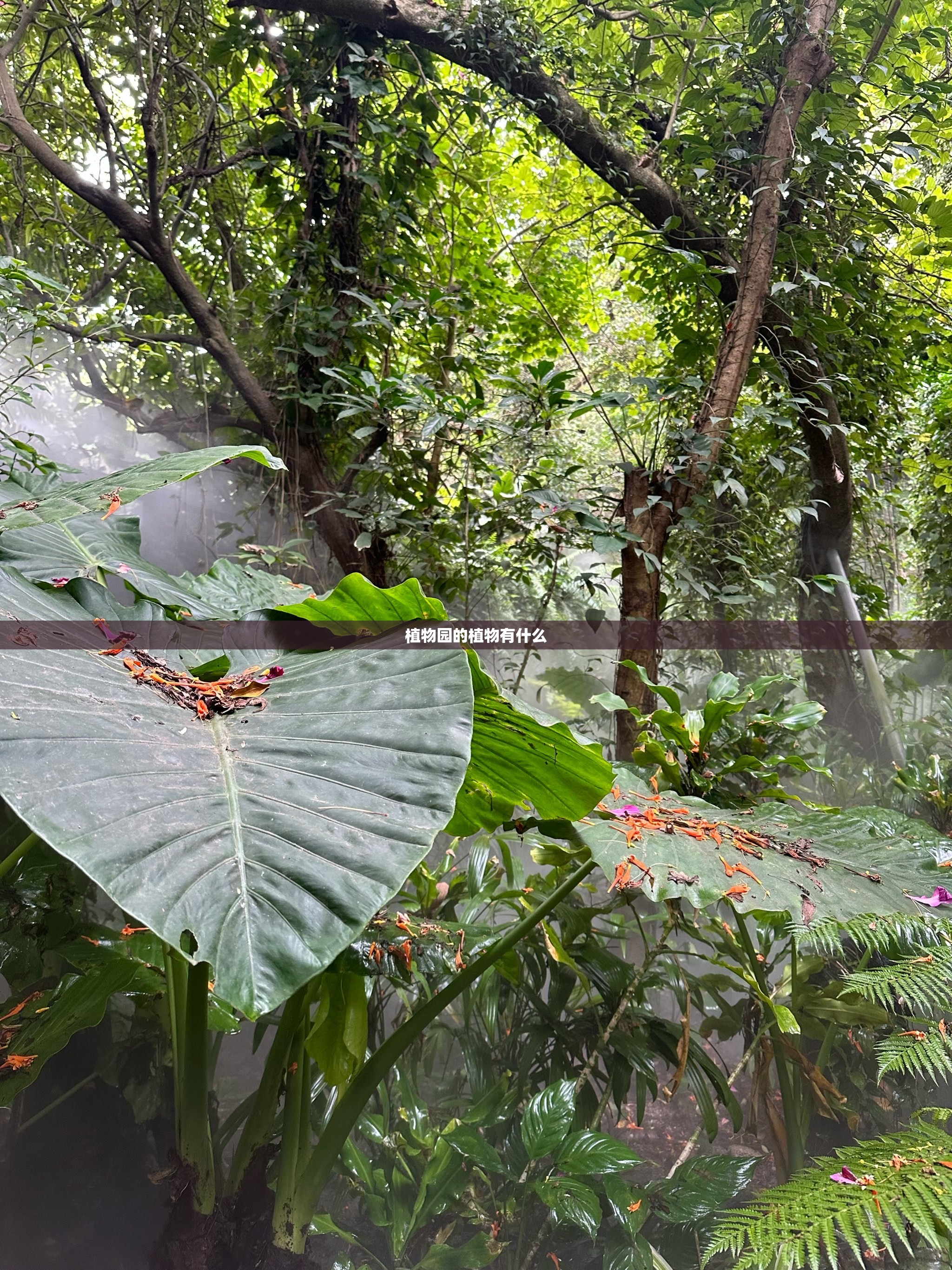 植物园的植物有什么 植物园的植物有什么