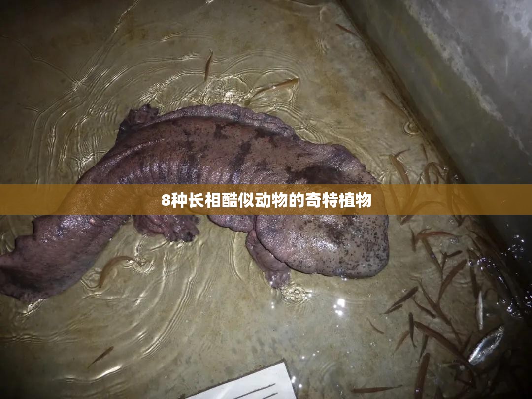 8种长相酷似动物的奇特植物 8种长相酷似动物的奇特植物
