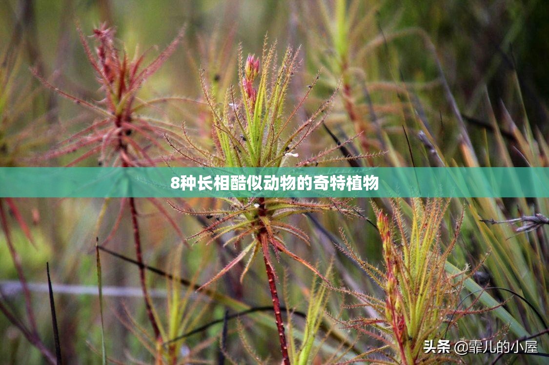 8种长相酷似动物的奇特植物