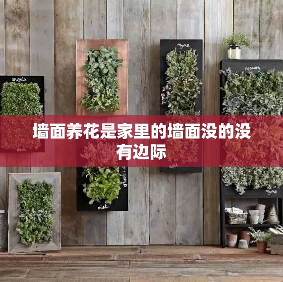 墙面养花是家里的墙面没的没有边际