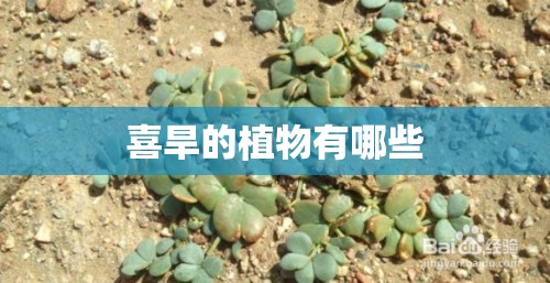 喜旱的植物有哪些