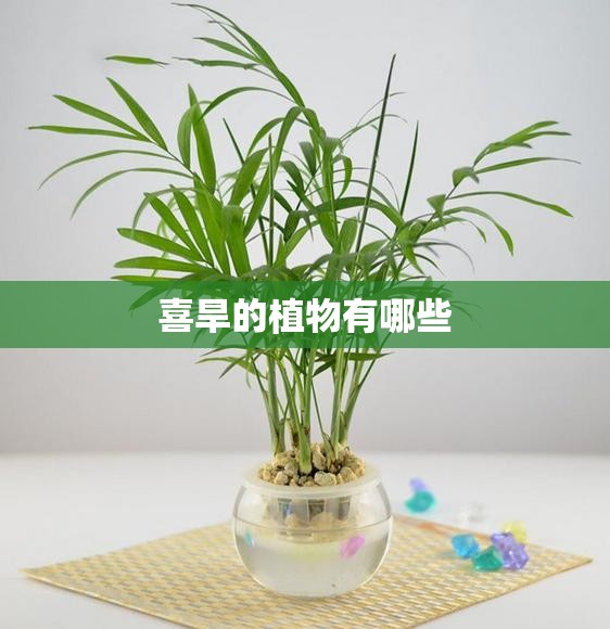 喜旱的植物有哪些