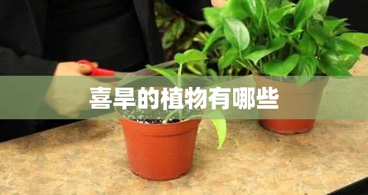 喜旱的植物有哪些