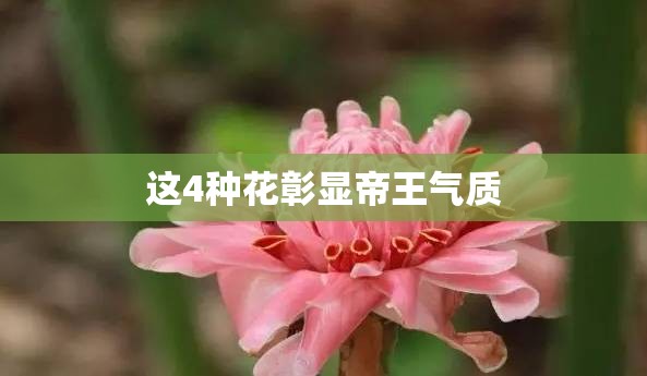 这4种花彰显帝王气质