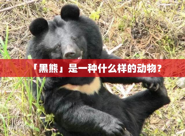 「黑熊」是一种什么样的动物？