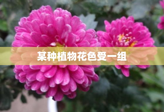 某种植物花色受一组