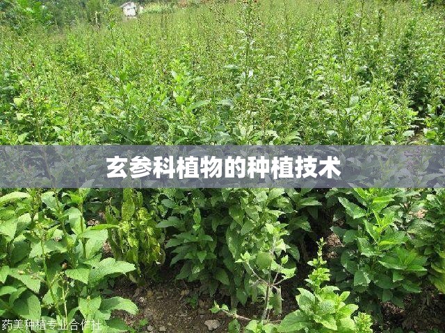 玄参科植物的种植技术