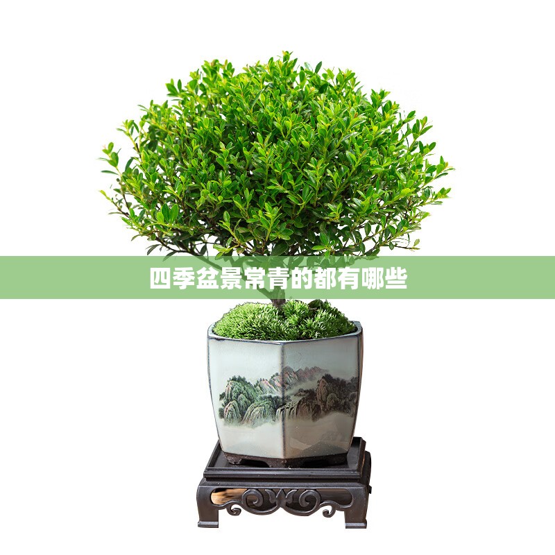 四季盆景常青的都有哪些