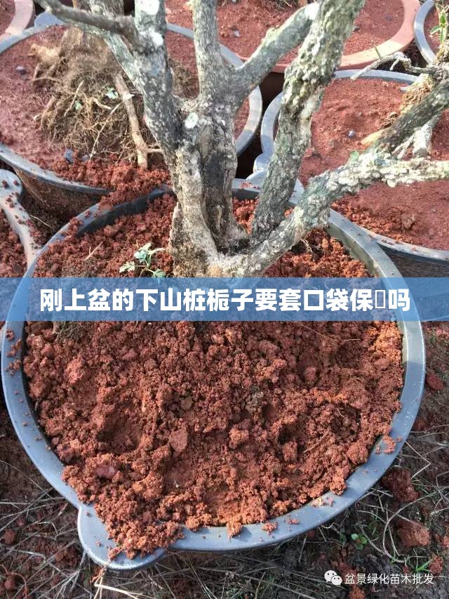 刚上盆的下山桩栀子要套口袋保溼吗