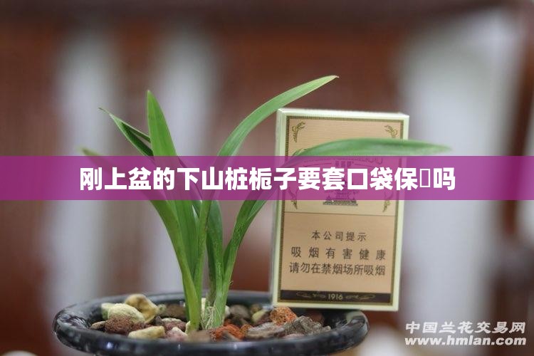 刚上盆的下山桩栀子要套口袋保溼吗 刚上盆的下山桩栀子要套口袋保溼吗