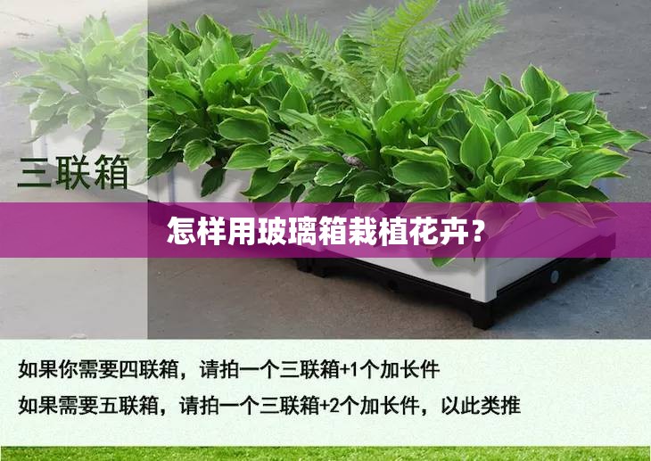怎样用玻璃箱栽植花卉？