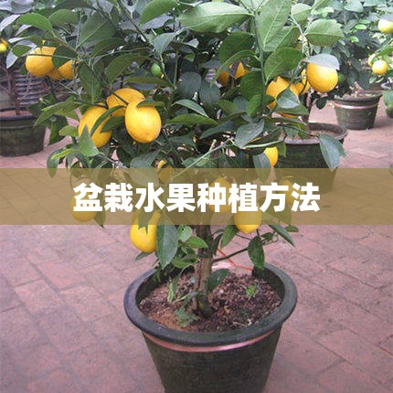 盆栽水果种植方法