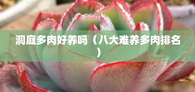 洞庭多肉好养吗（八大难养多肉排名）