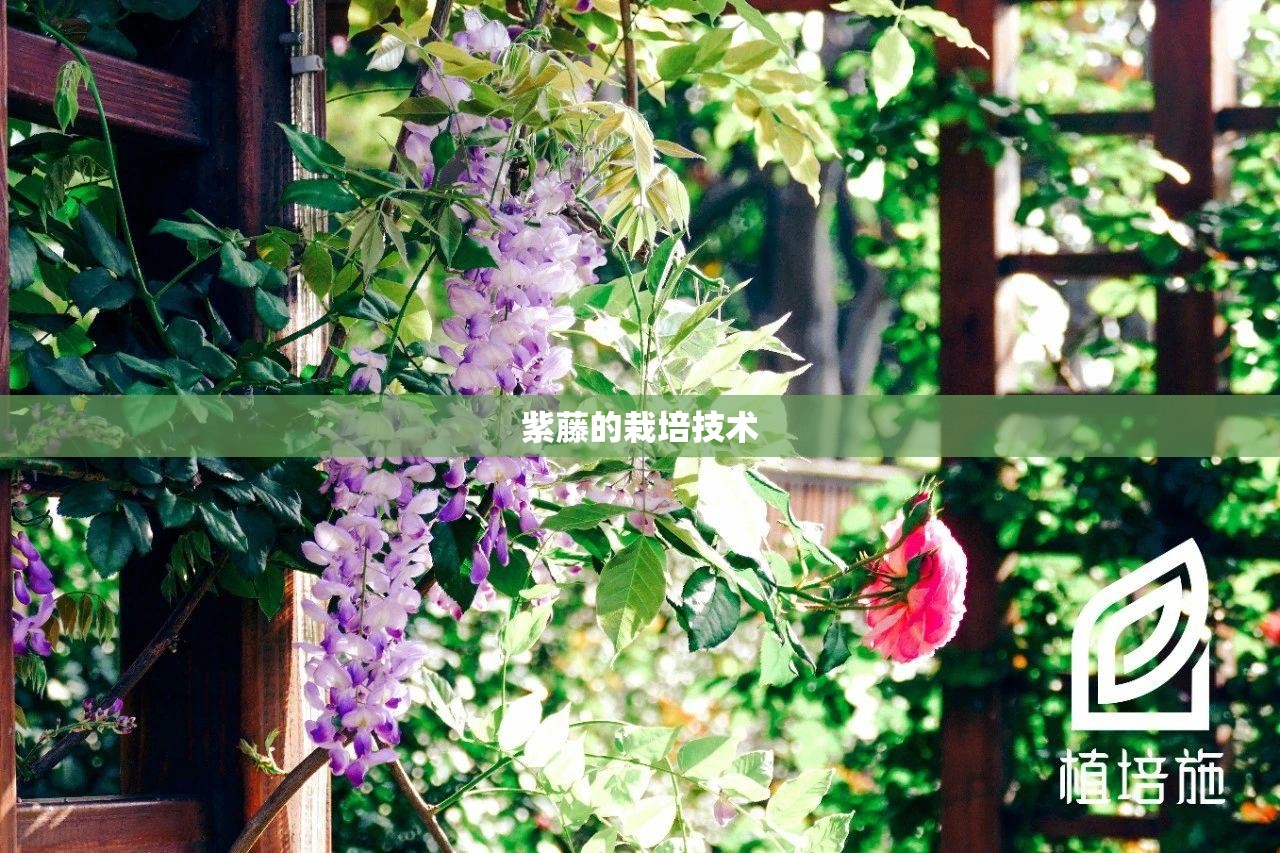 紫藤的栽培技术