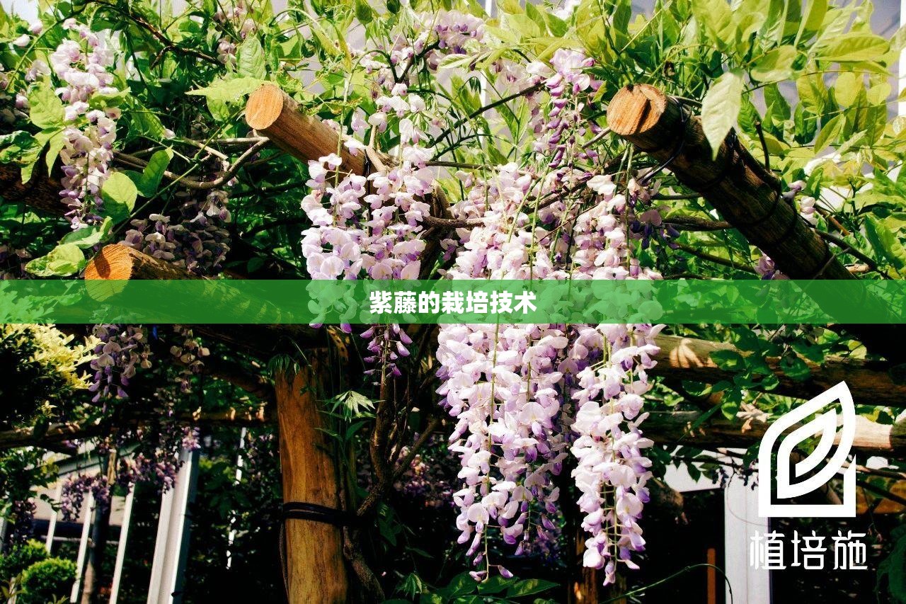 紫藤的栽培技术 紫藤的栽培技术