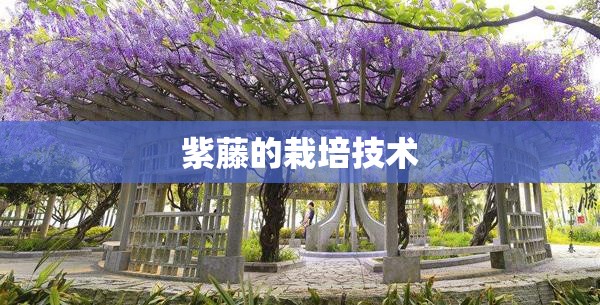 紫藤的栽培技术 紫藤的栽培技术