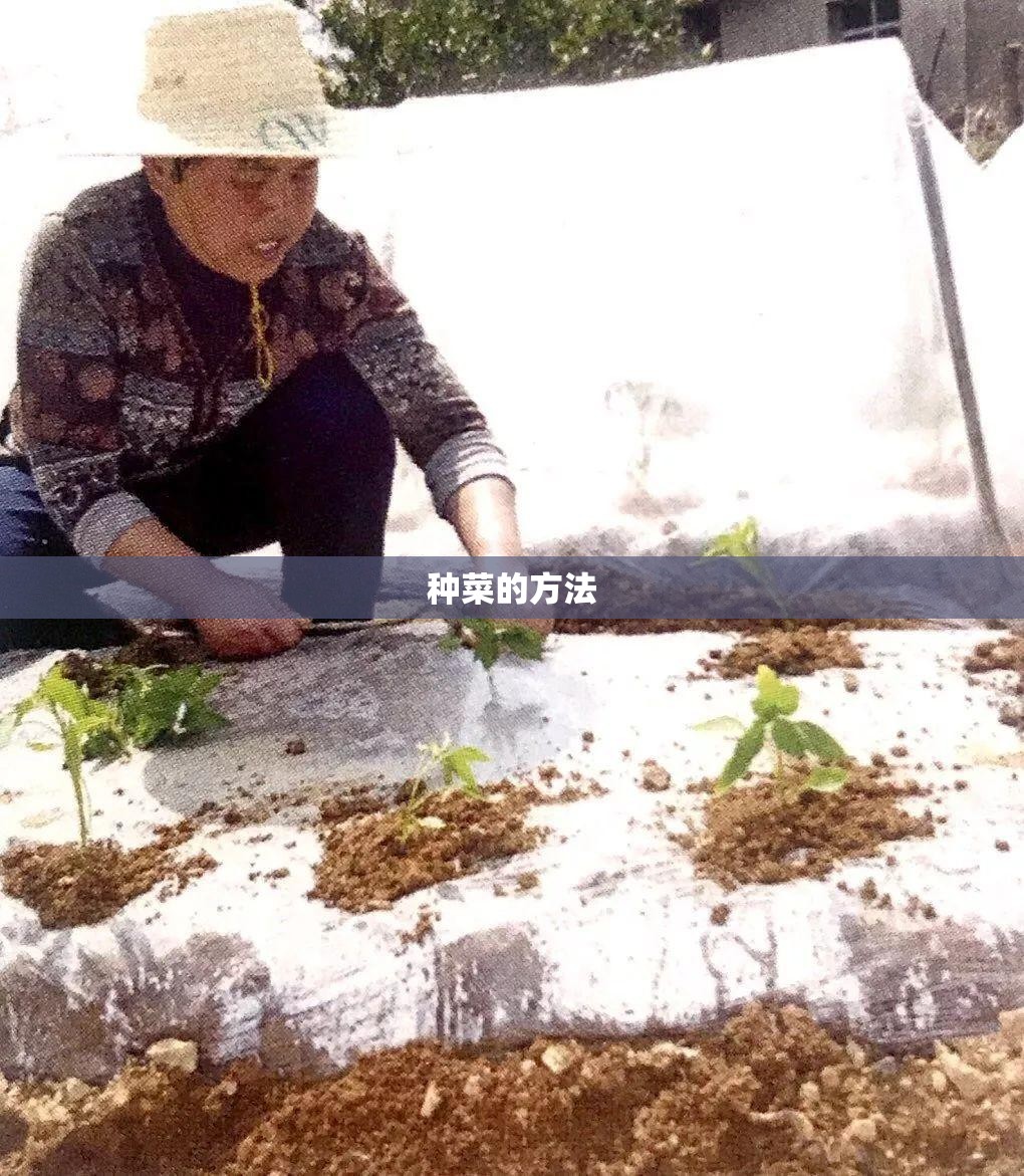 种菜的方法