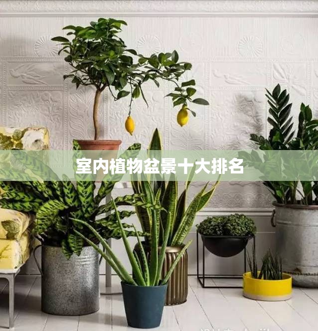 室内植物盆景十大排名
