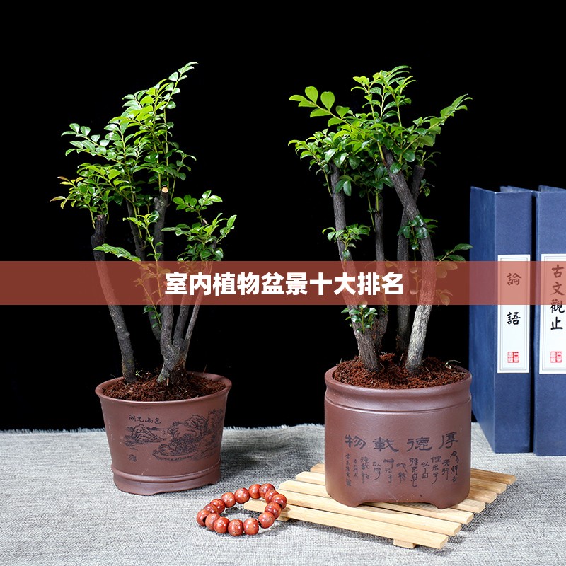 室内植物盆景十大排名