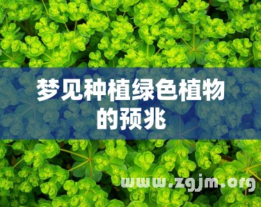 梦见种植绿色植物的预兆