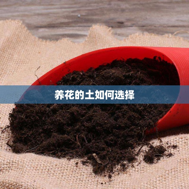 养花的土如何选择