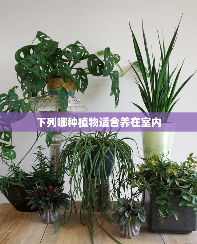 下列哪种植物适合养在室内
