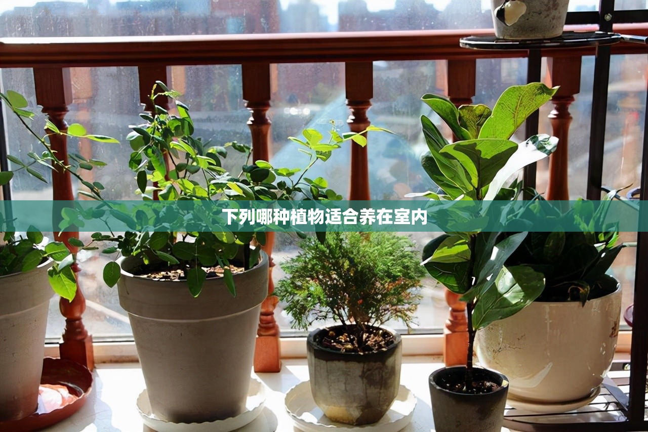 下列哪种植物适合养在室内