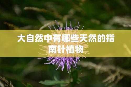 大自然中有哪些天然的指南针植物