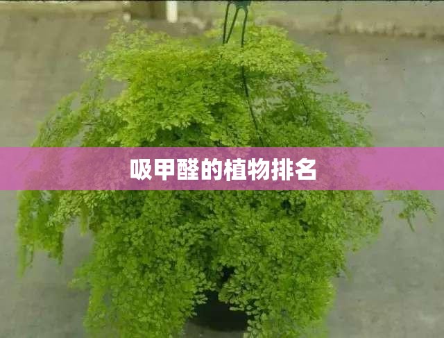 吸甲醛的植物排名